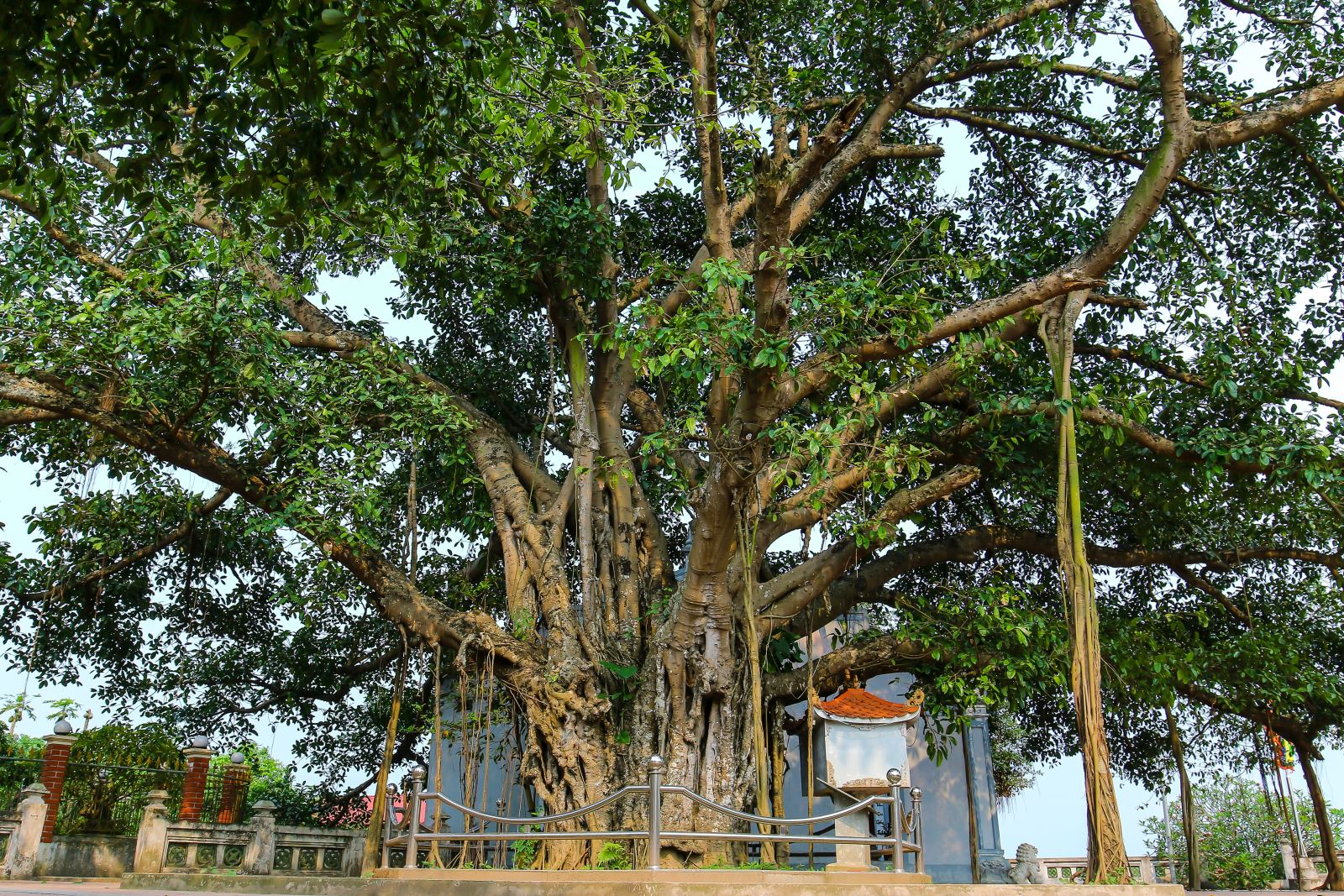 cay-da-va-den-la-tien-duoc-xep-hang-di-tich-quoc-gia-7-090252-1